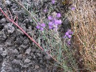 Contrada_Ilice - 20100905 074.jpg